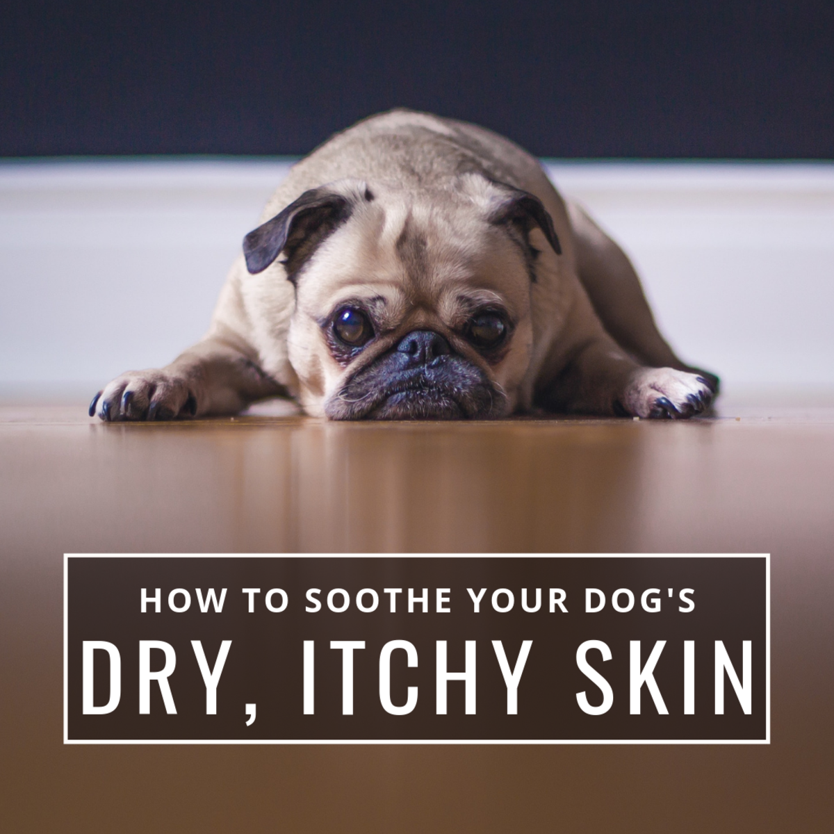 Pug itchy skin remedies hotsell