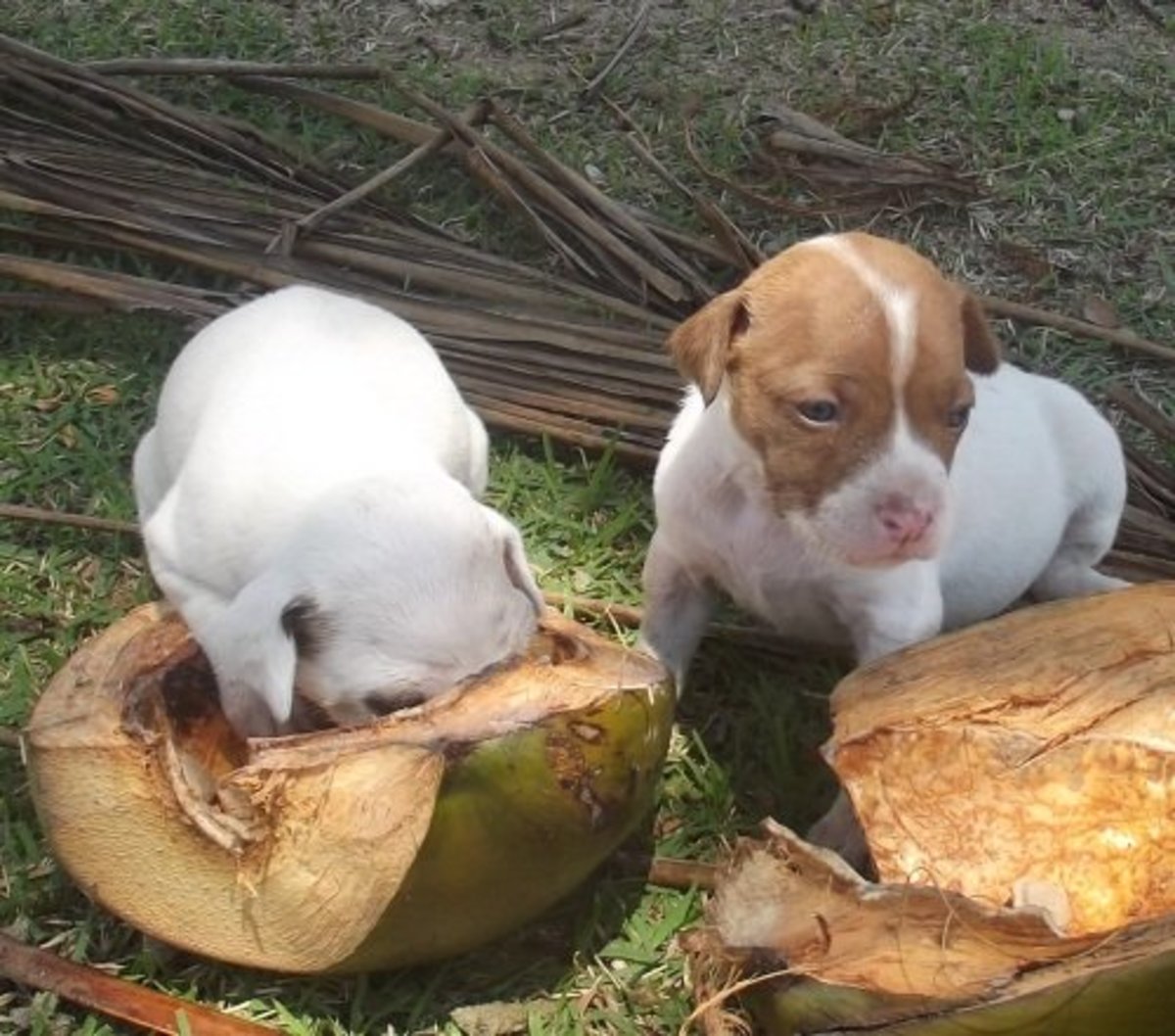 How Your Dog Benefits From Coconut - PetHelpful