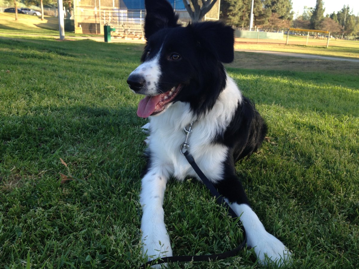 Why is My.Border.Collie Puppy Not Eating  