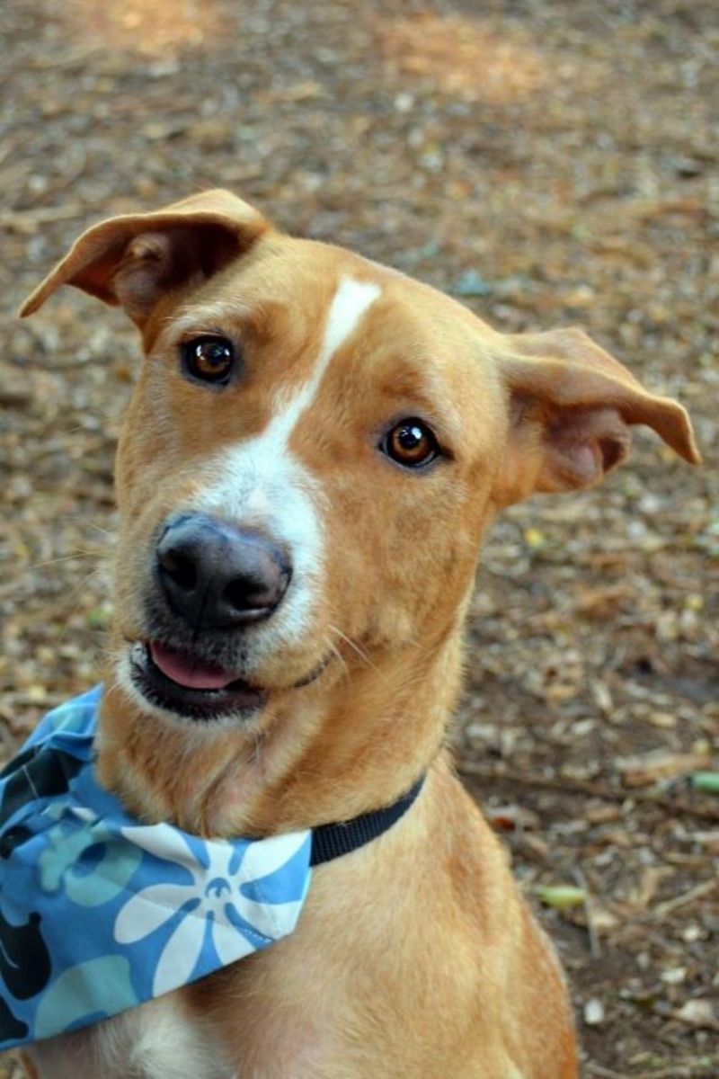 How to Make Bandanas for Dogs Step by Step With Photos PetHelpful