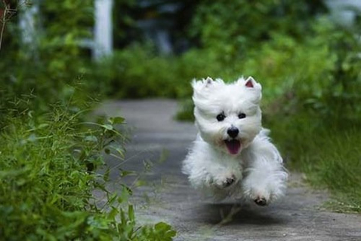 How to Choose a West Highland White Terrier PetHelpful