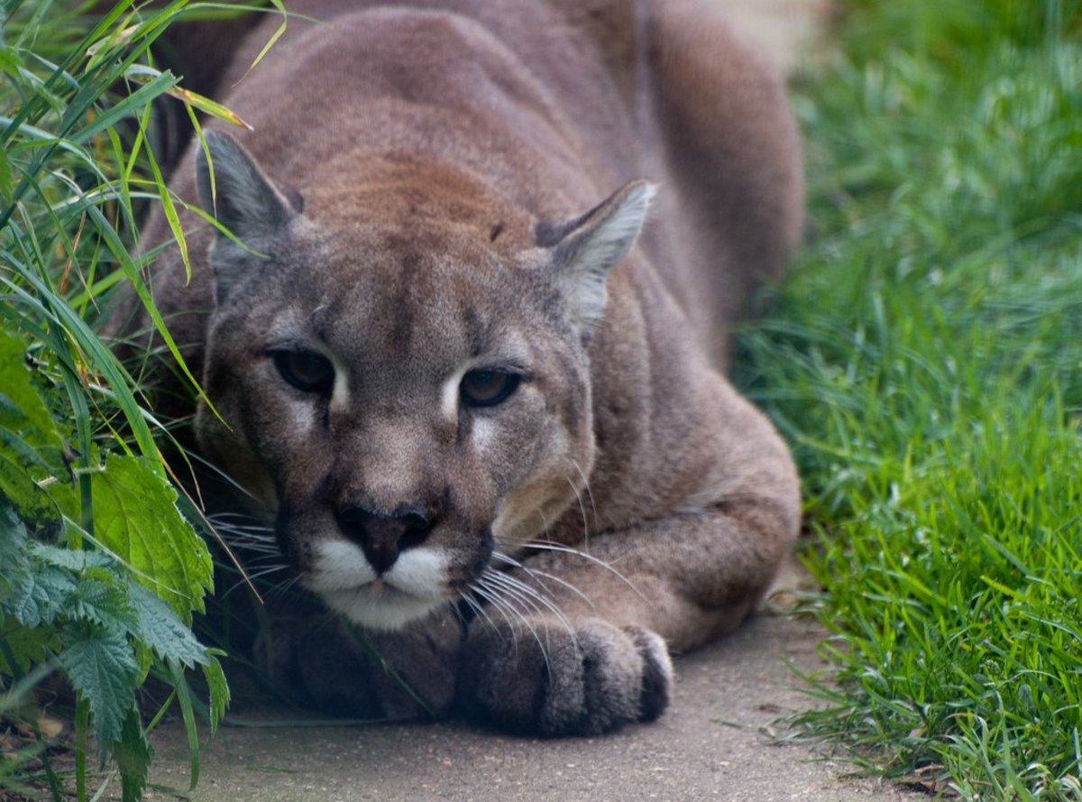 Owning a Pet Cougar Understanding the Hurdles and Risks PetHelpful