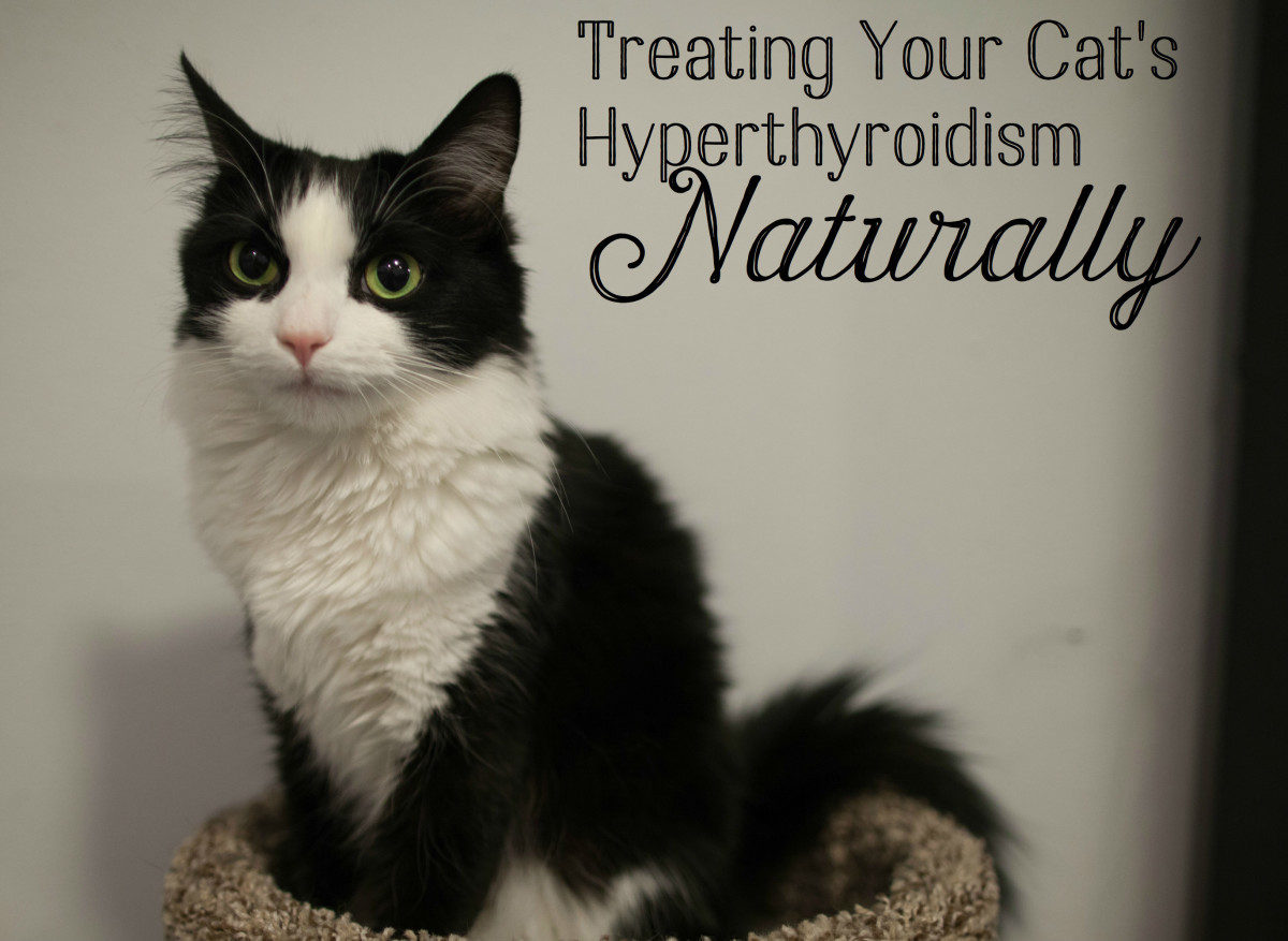 4 Natural Treatments for Hyperthyroidism in Cats PetHelpful