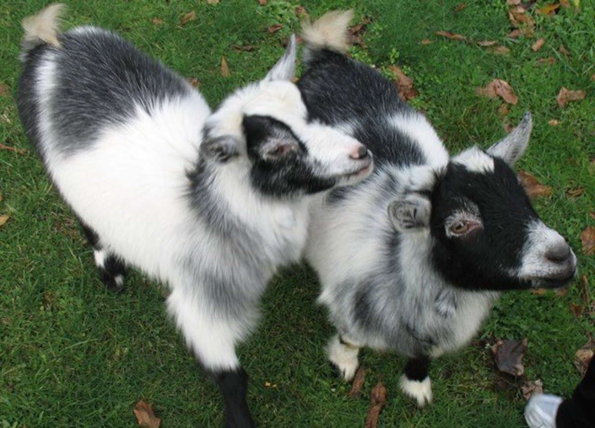 Do Pygmy Goats Make Good Pets? - PetHelpful