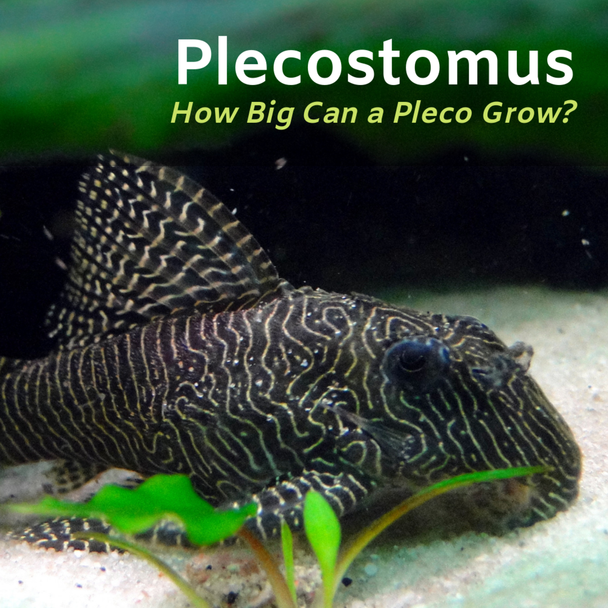 How Big Does a Plecostomus Get? - PetHelpful