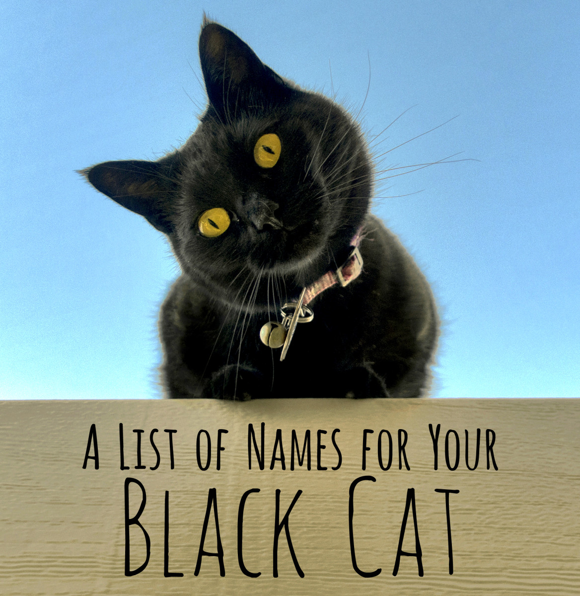 250+ Cool, Unique, and Creative Names for Your Black Cat - PetHelpful