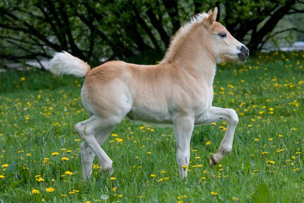Everything You Need To Know About Ponies And Their Care PetHelpful