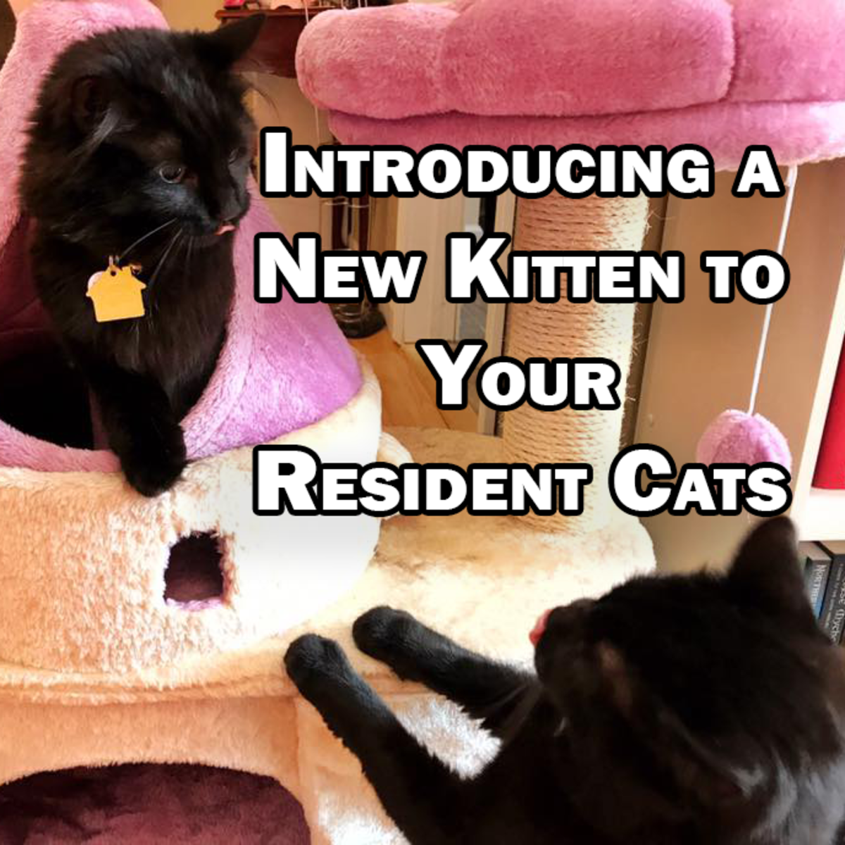 How to Introduce a New Kitten to Your Resident Cats PetHelpful