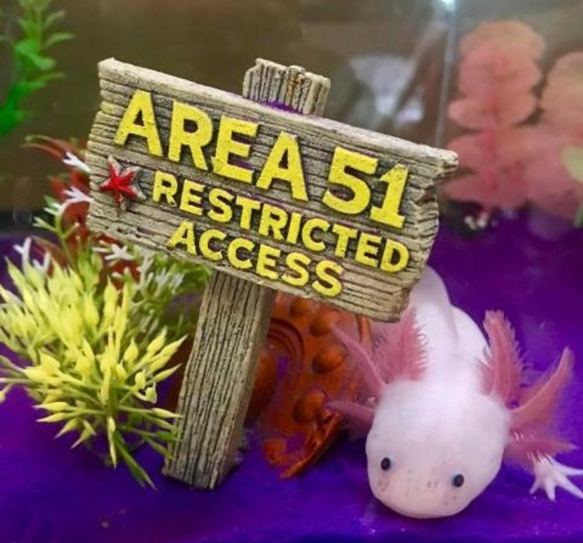 4 Axolotls good for Aiyoo25