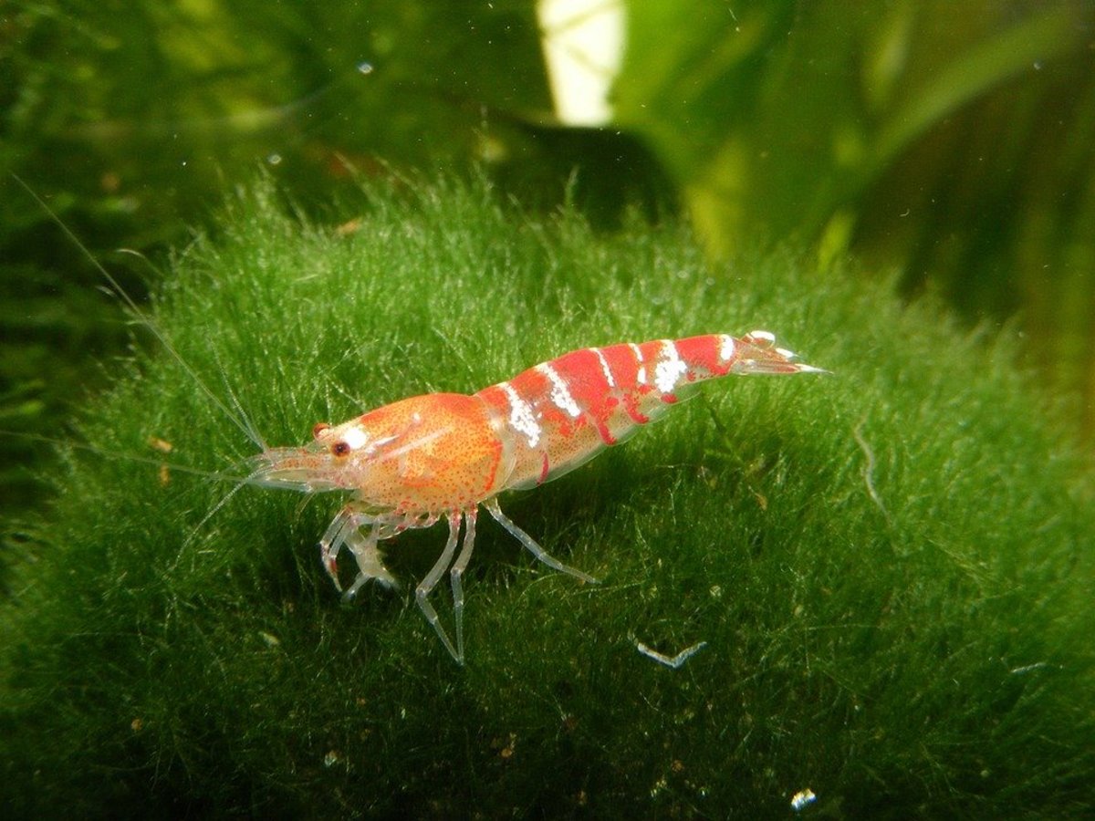 The Best Aquatic Plants for Shrimp - PetHelpful