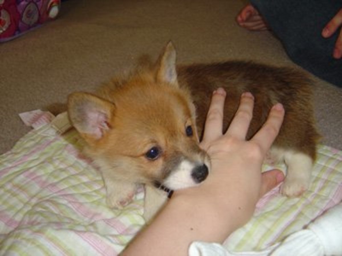 6 week old puppy biting hotsell