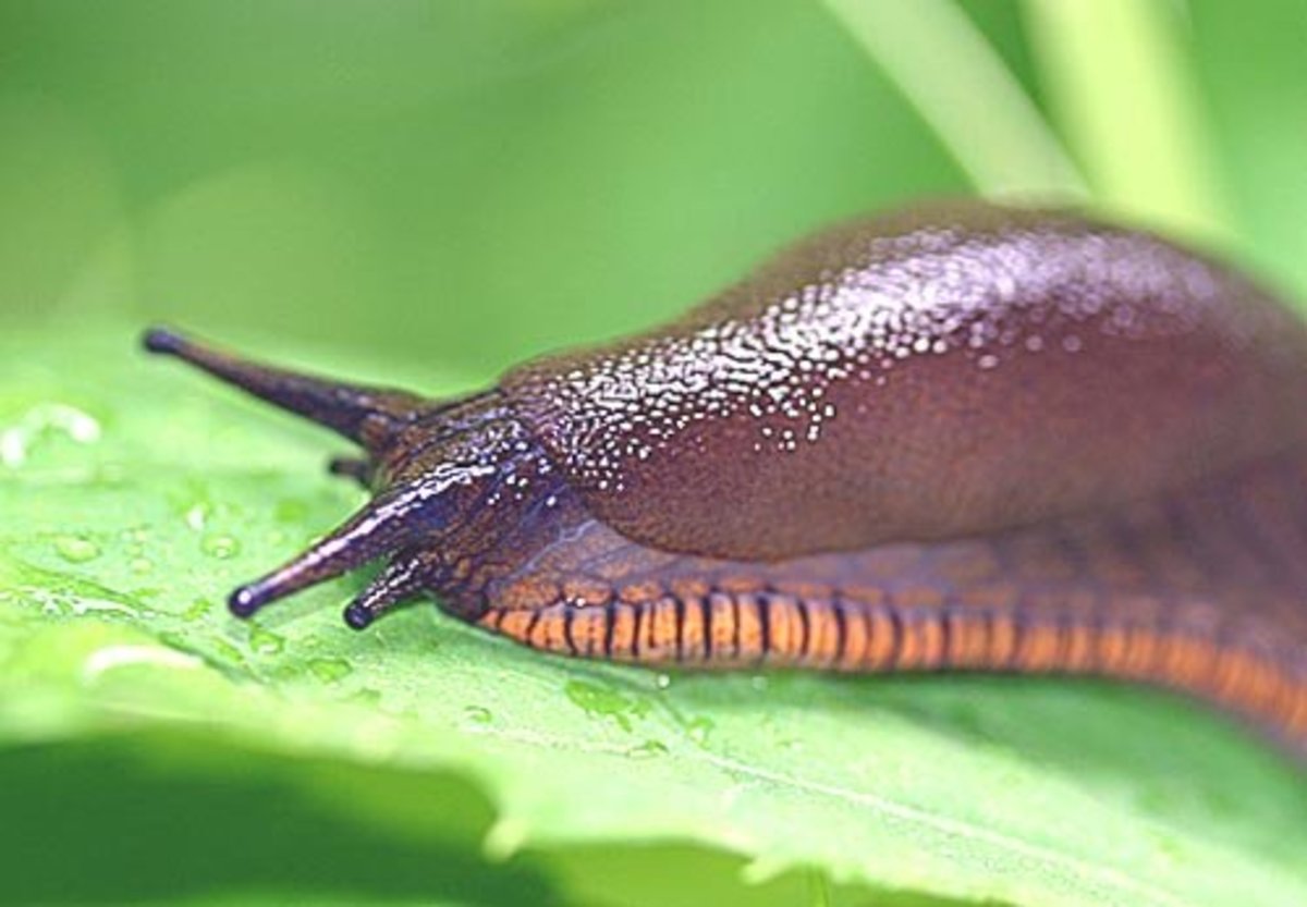 How to Care for a Pet Garden Slug PetHelpful