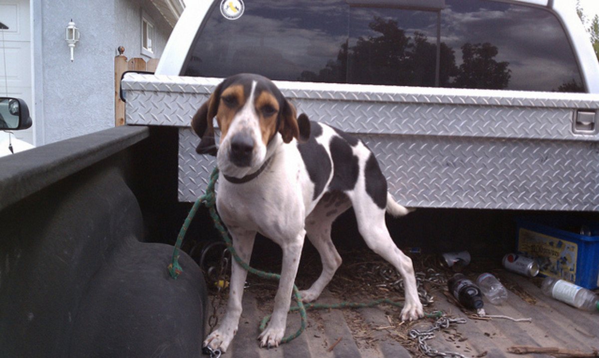 50+ Redneck and Bodacious Country Music Dog Names PetHelpful