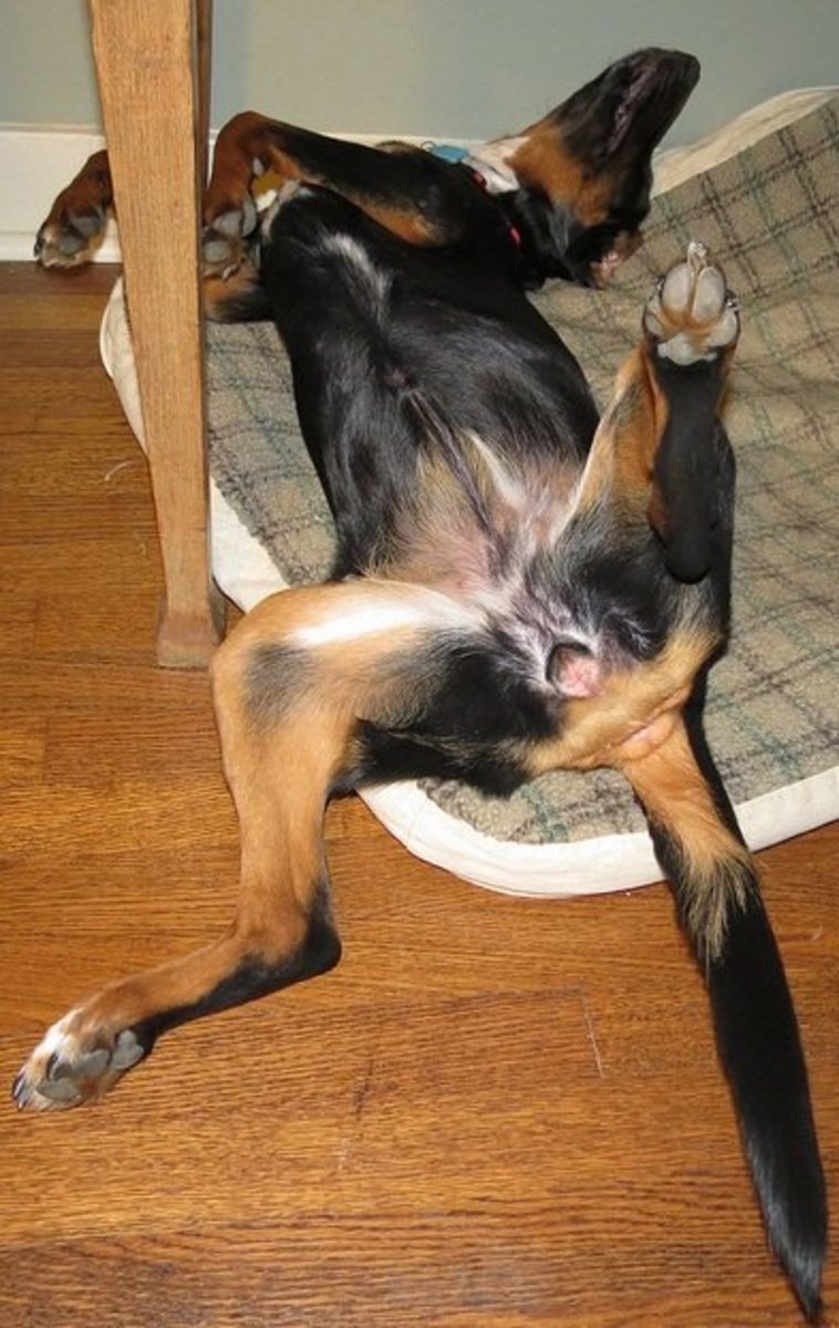 50+ Redneck and Bodacious Country Music Dog Names PetHelpful