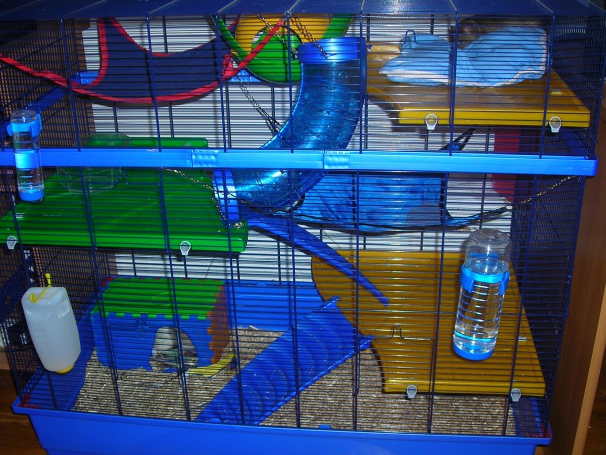 Pet Rat Supply List Cage Essentials and Accessories PetHelpful