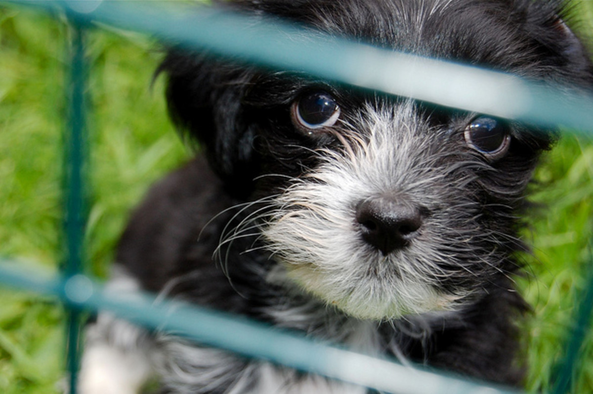 Why Havanese Dogs Make Great Family Pets PetHelpful