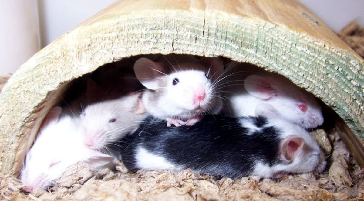 Pet Mice Guide to Caring for a Fancy Mouse PetHelpful