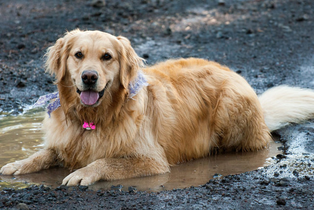 Hot Spots but No Vet Treat Your Dog at Home PetHelpful