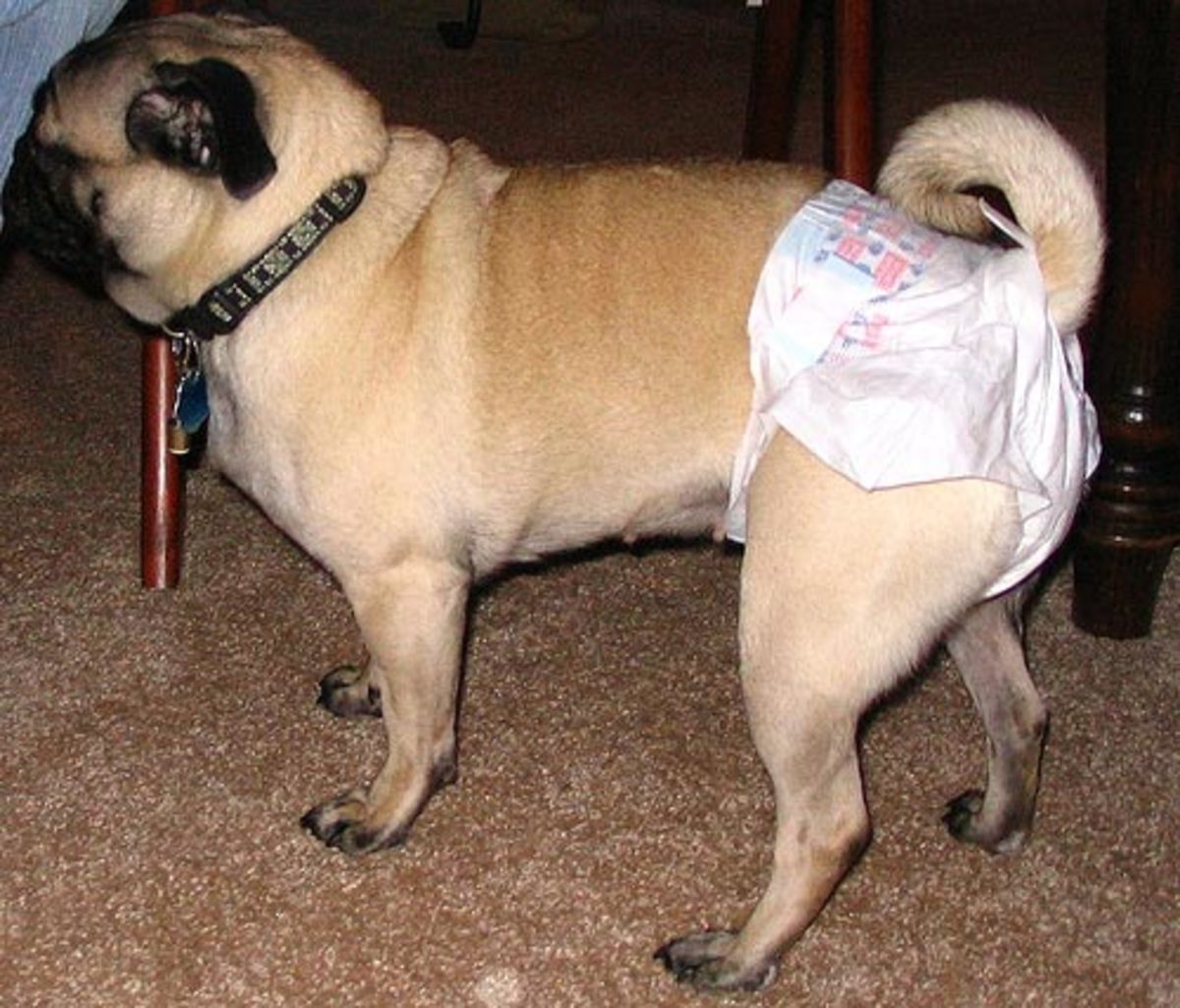 Nappies for dogs on heat hotsell