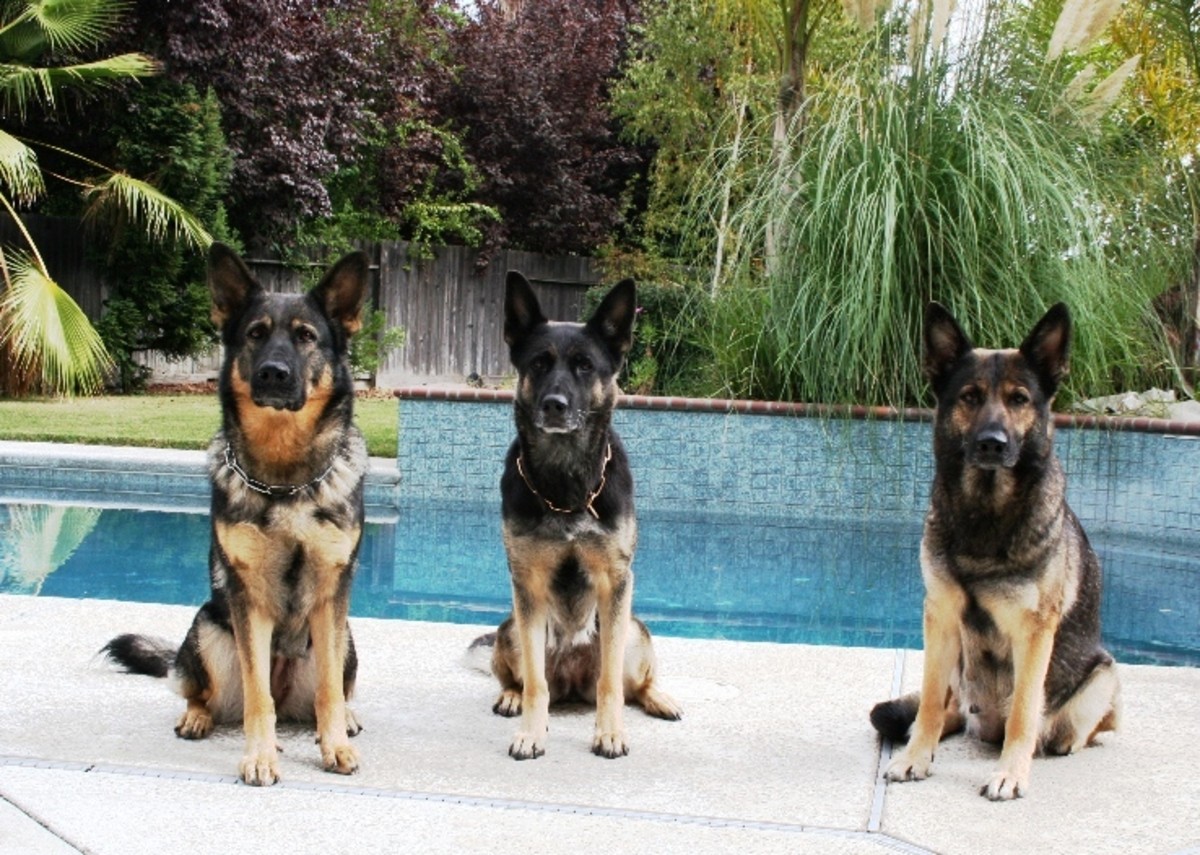 German Shepherds as Pets and Companions   PetHelpful