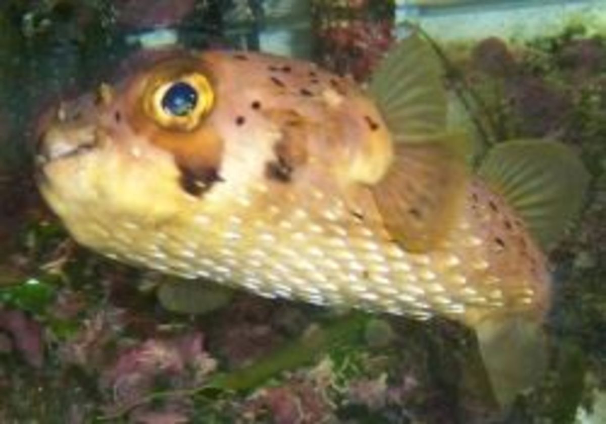 Porcupine puffer fish care hotsell