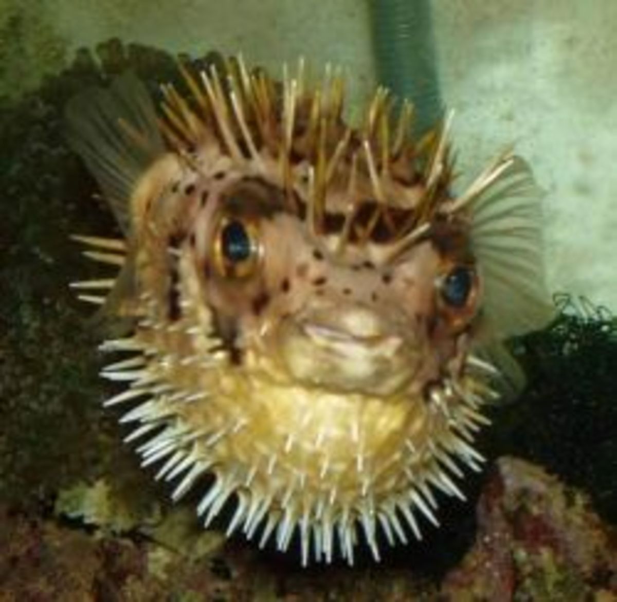 Porcupine puffer fish care best sale