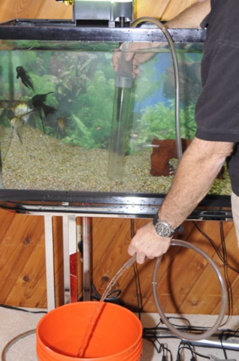 How to Do Simple and Complete Water Changes in a Fish Tank 