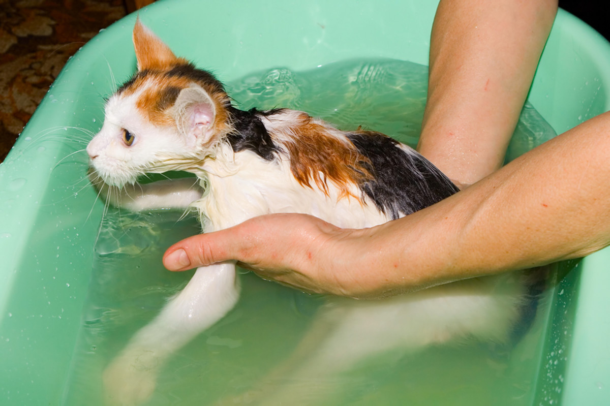 Understanding when a cat bath is necessary