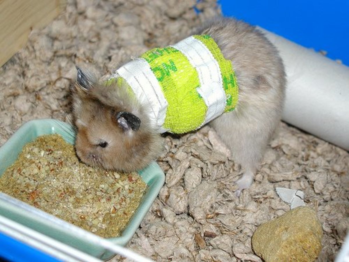 Signs and Healing Process of Broken Legs in Hamsters - PetHelpful