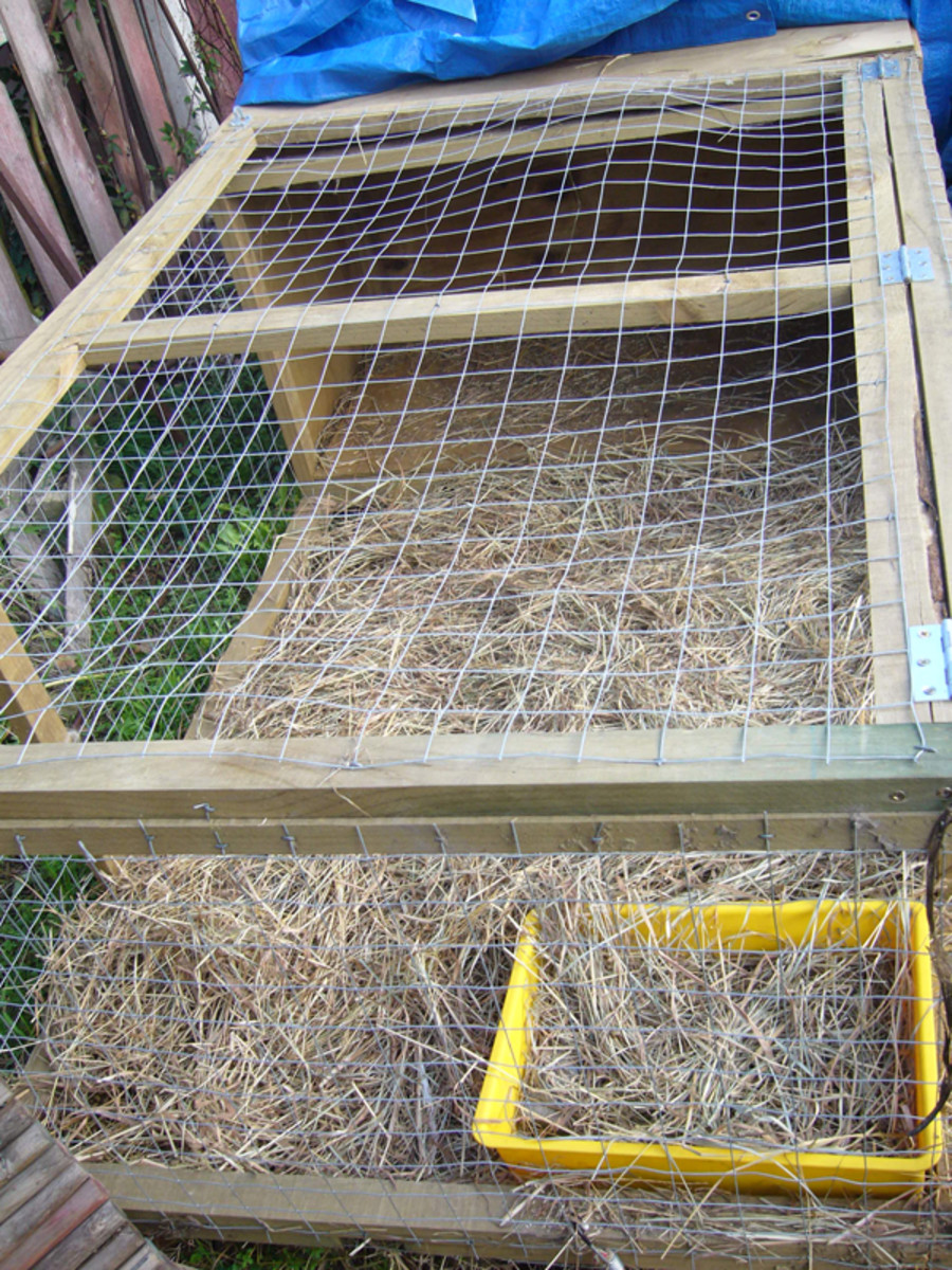 How to Keep a Free Range Outdoor Rabbit PetHelpful