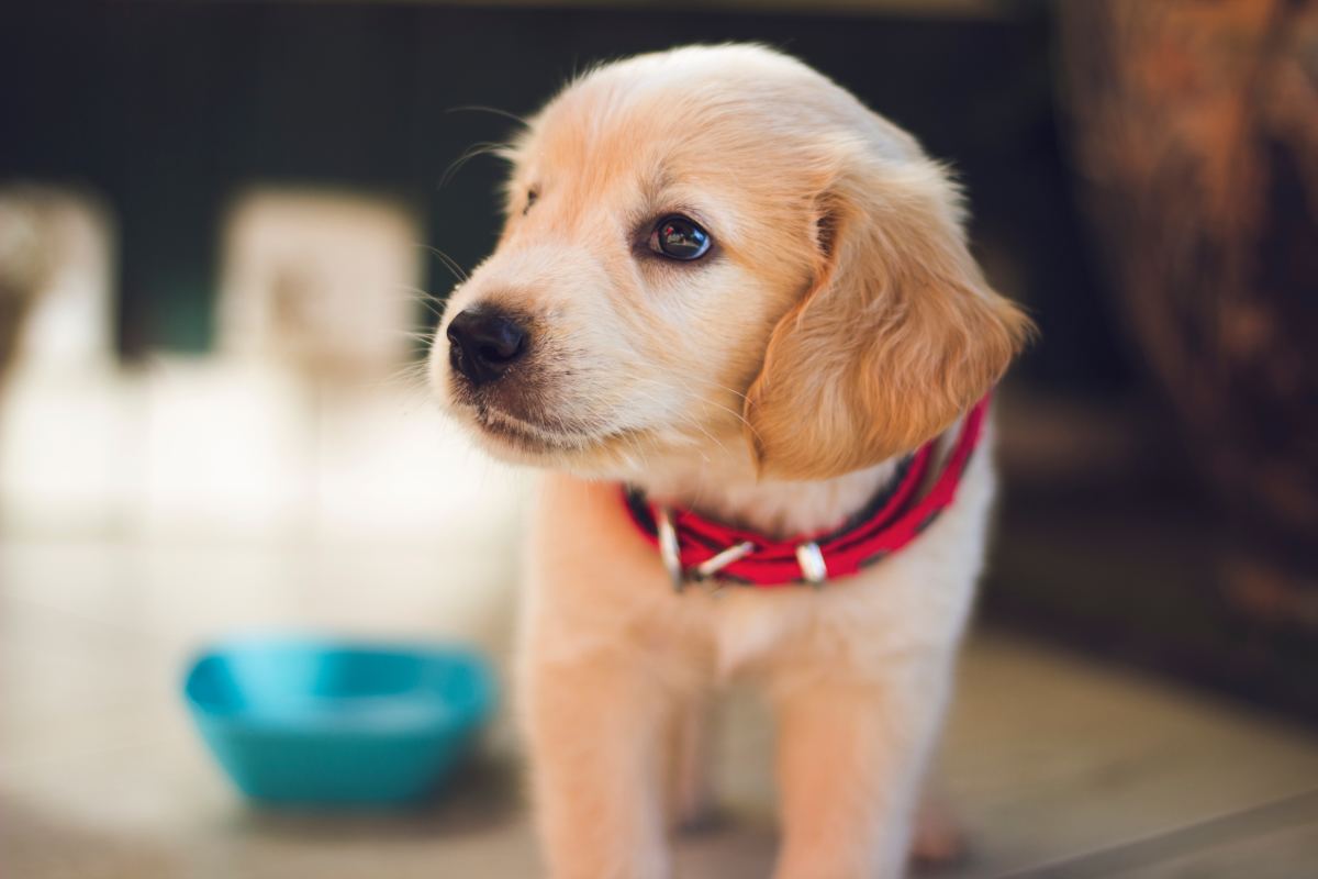 Puppy pees next to pad hotsell