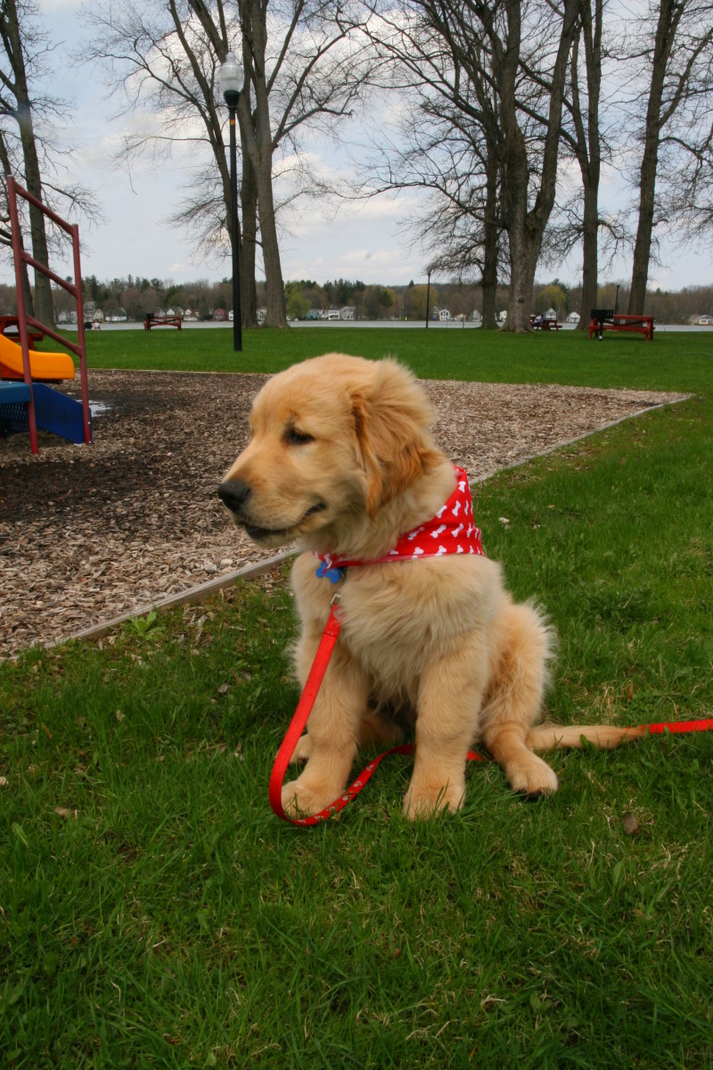 Crate training a golden retriever puppy best sale