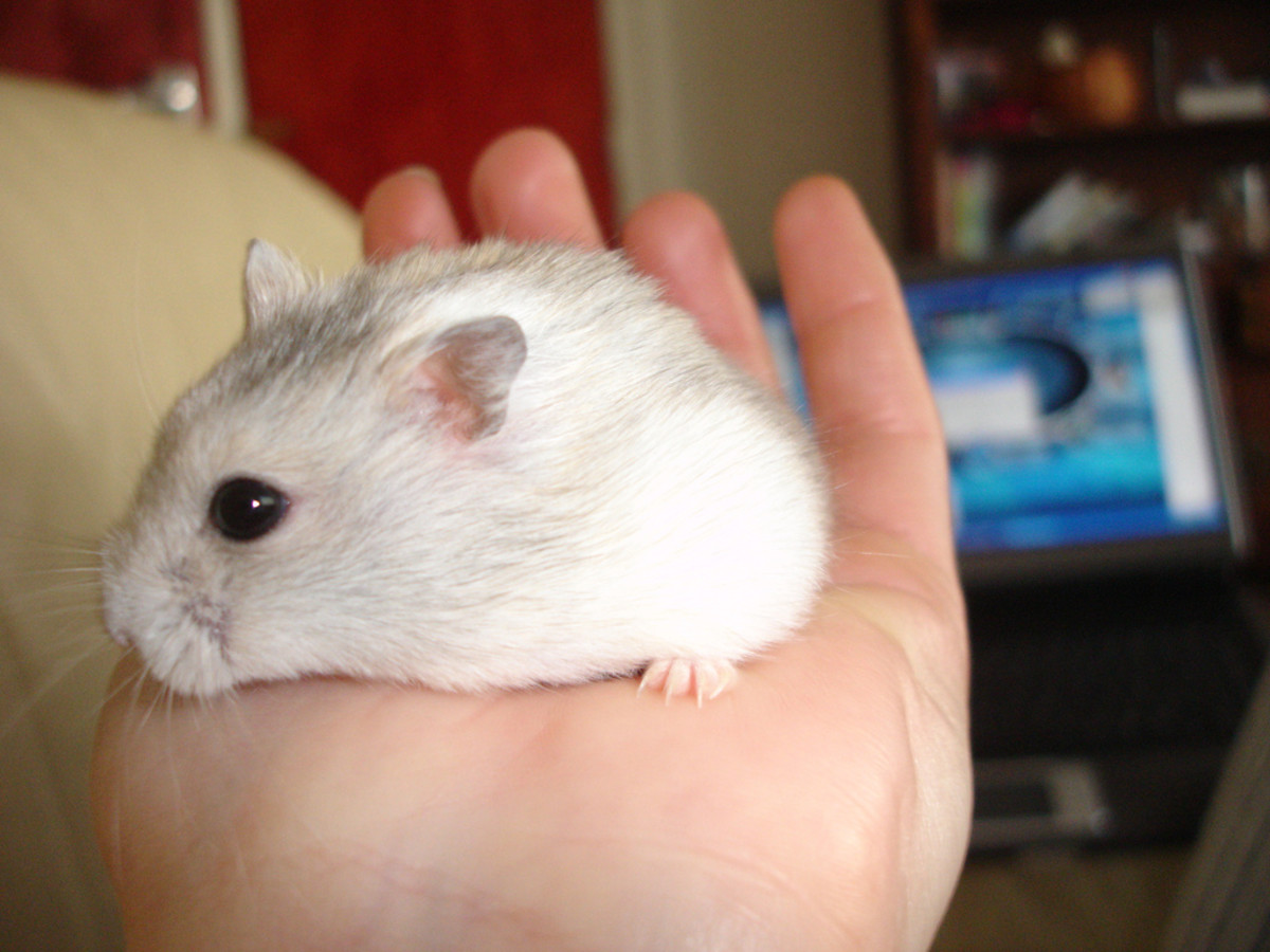 Syrian Vs Winter White Hamster: A Detailed Comparison Guide