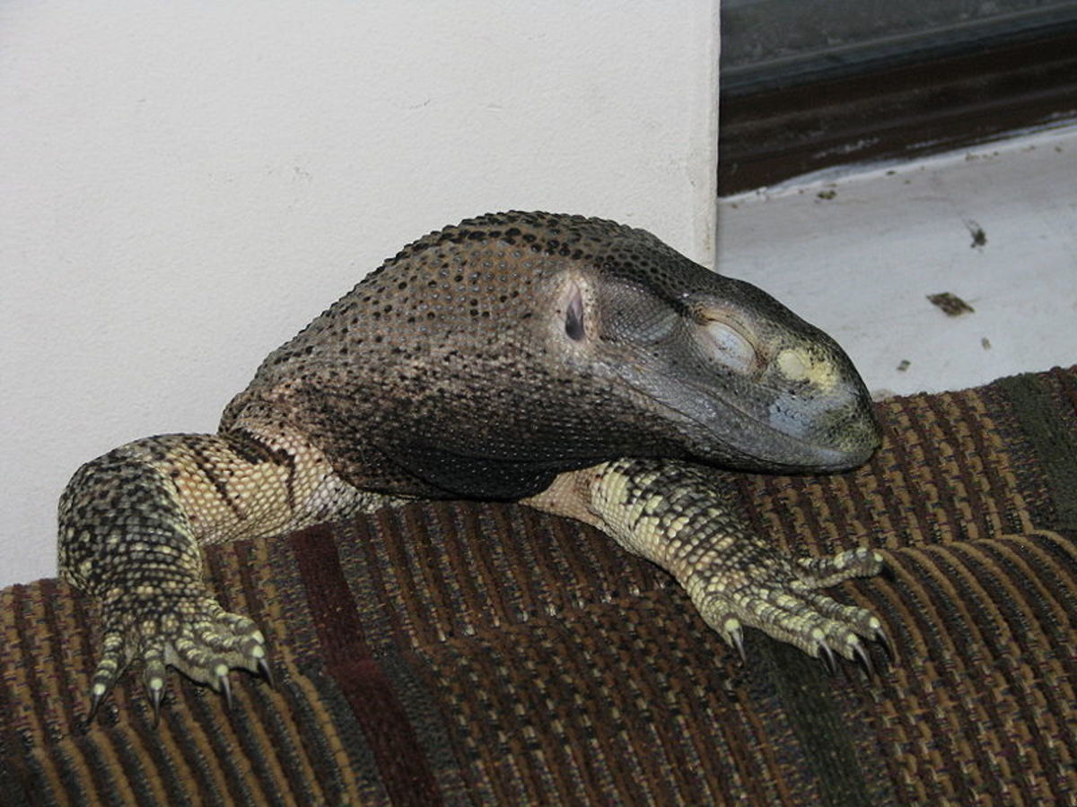 6 Best Pet Monitor Lizard Species - PetHelpful