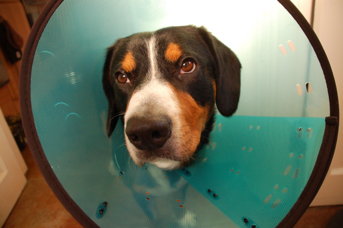 Neutered dog cone alternative best sale