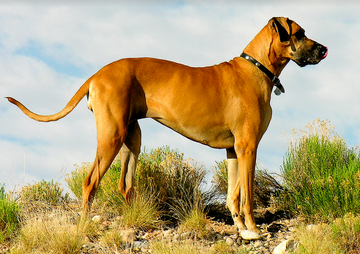 Top 3 biggest dogs hotsell