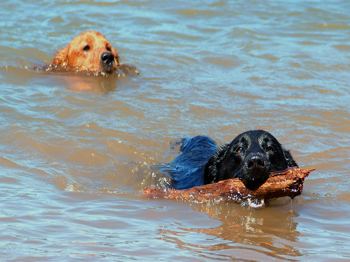 Dogs hump funny best sale