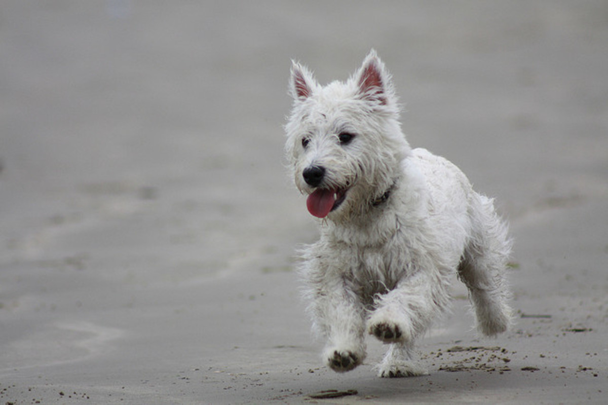 Jeffers Ear Drops for Dogs & Cats at Tractor Supply Co