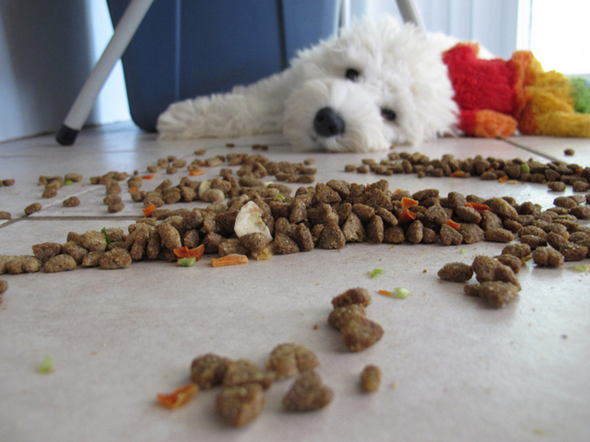 Healthy Leftovers Your Dog Will Love PetHelpful