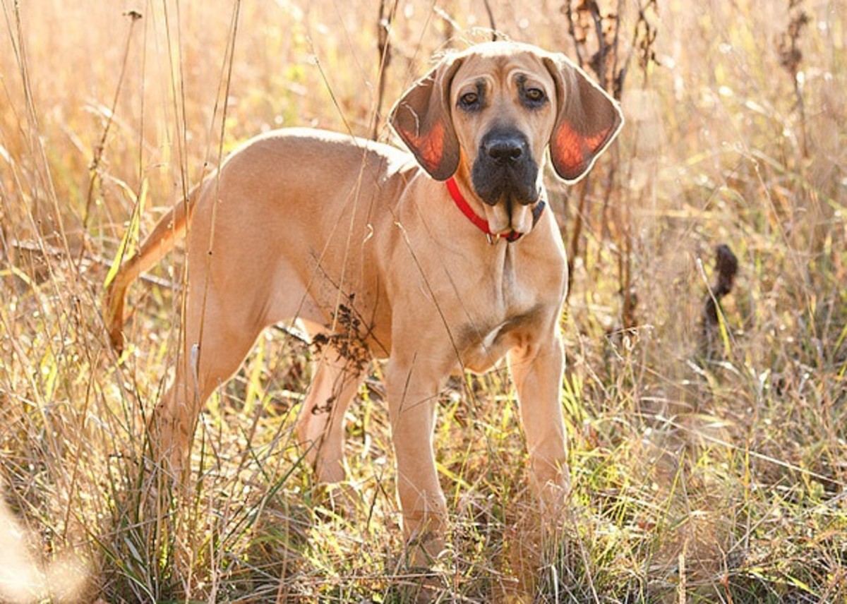 The Fila Brasileiro Brazilian Mastiff Is a Great Guard Dog PetHelpful