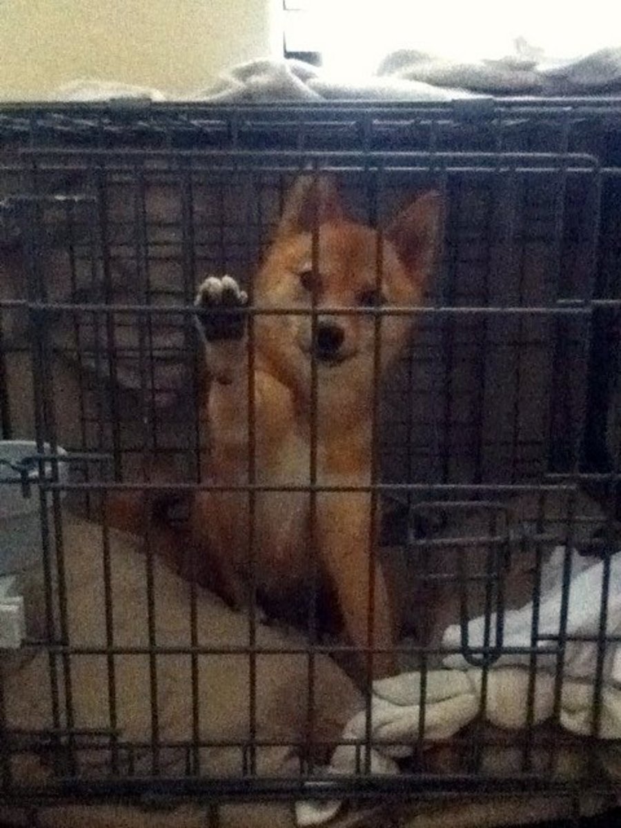 Why Confining a Dog to a Crate Is Wrong PetHelpful