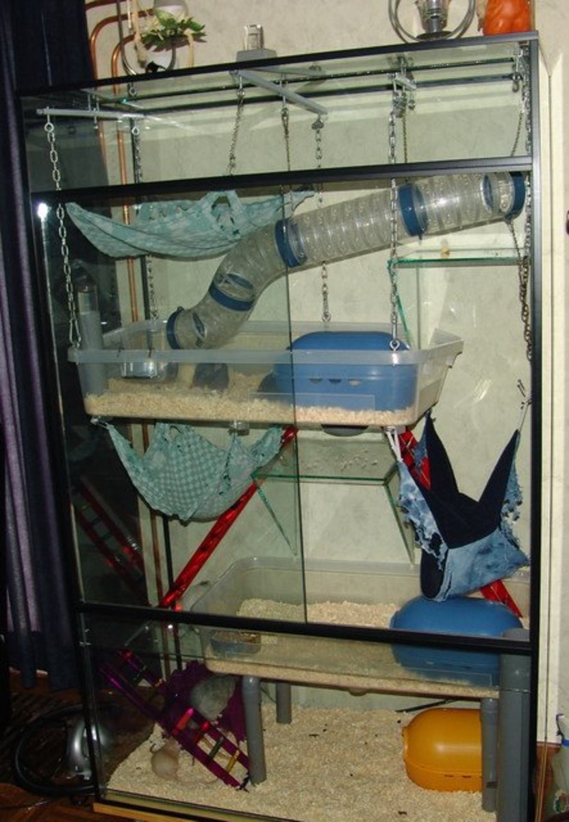 How to Get Cheap Cages for Your Pet Rat PetHelpful