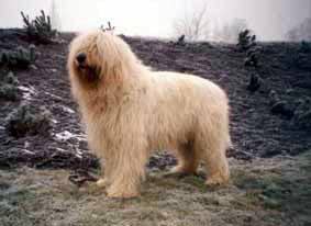 Ogar Rusesc Five Unusual Dog Breeds From Russia - PetHelpful