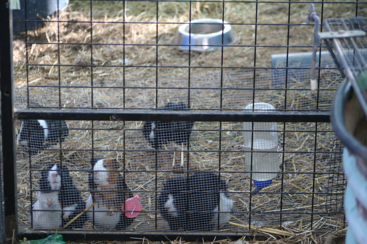 Free Range Pets Can Guinea Pigs Live Outside PetHelpful