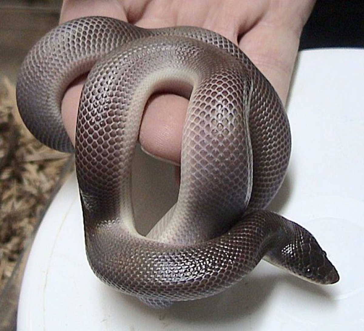 14 Species of Boas and Pythons: Amazing Constricting Snakes ...