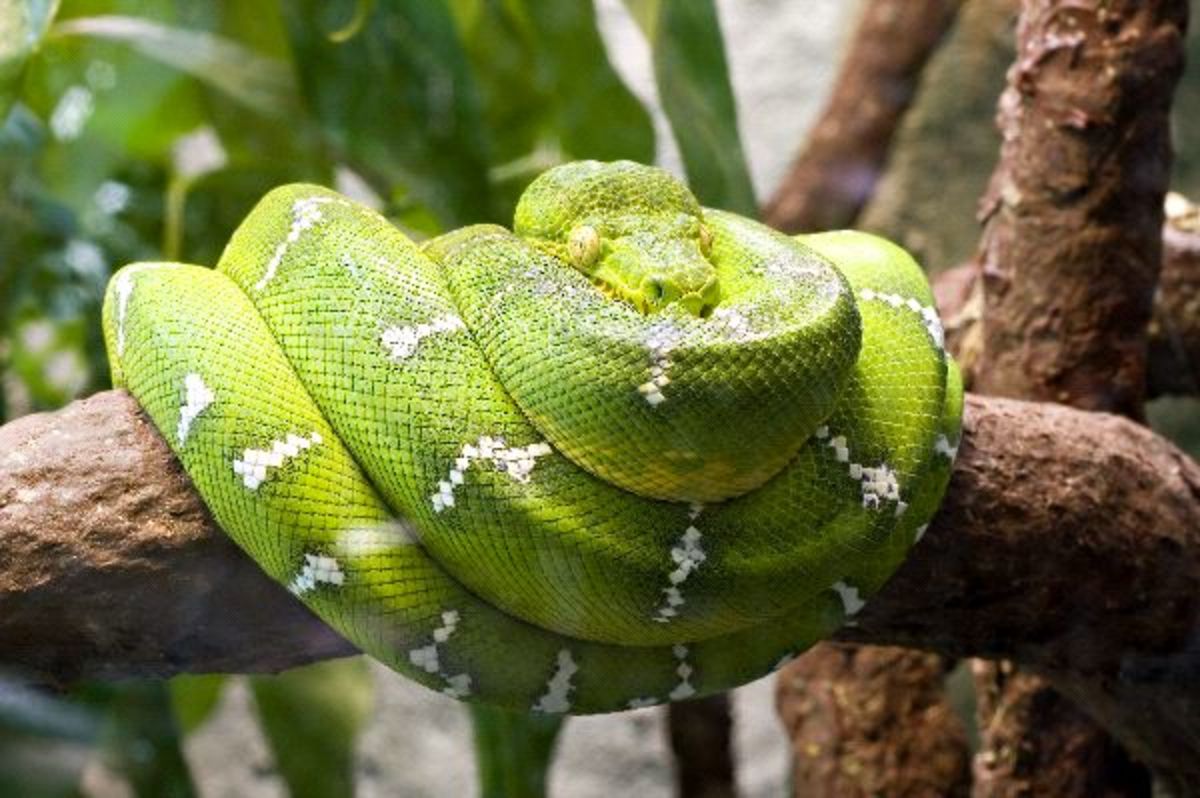 14 Species of Boas and Pythons: Amazing Constricting Snakes ...