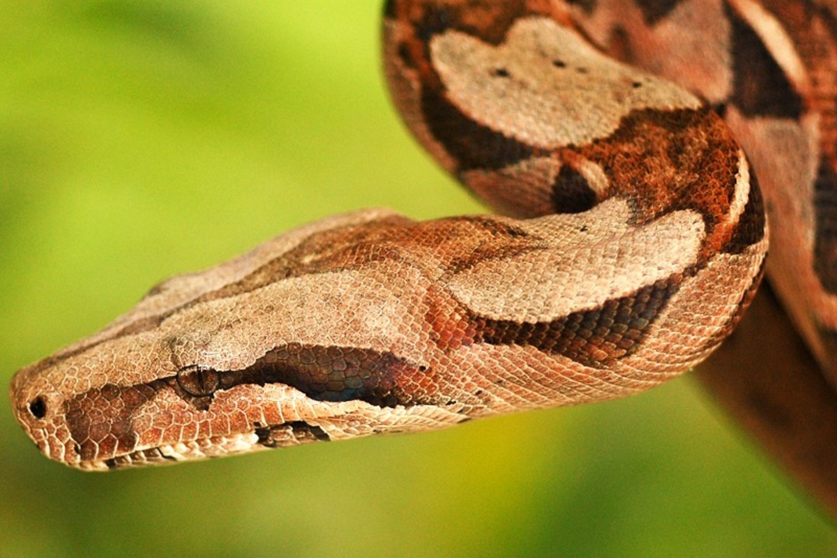 14 Species of Boas and Pythons: Amazing Constricting Snakes ...