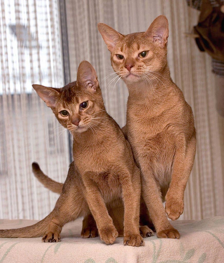 How To Identify Cat Breeds From Ear Tufts To Fluffy Tails PetHelpful