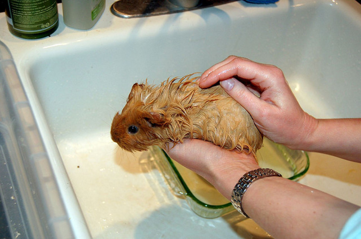 What to Do for an Overheated Guinea Pig PetHelpful