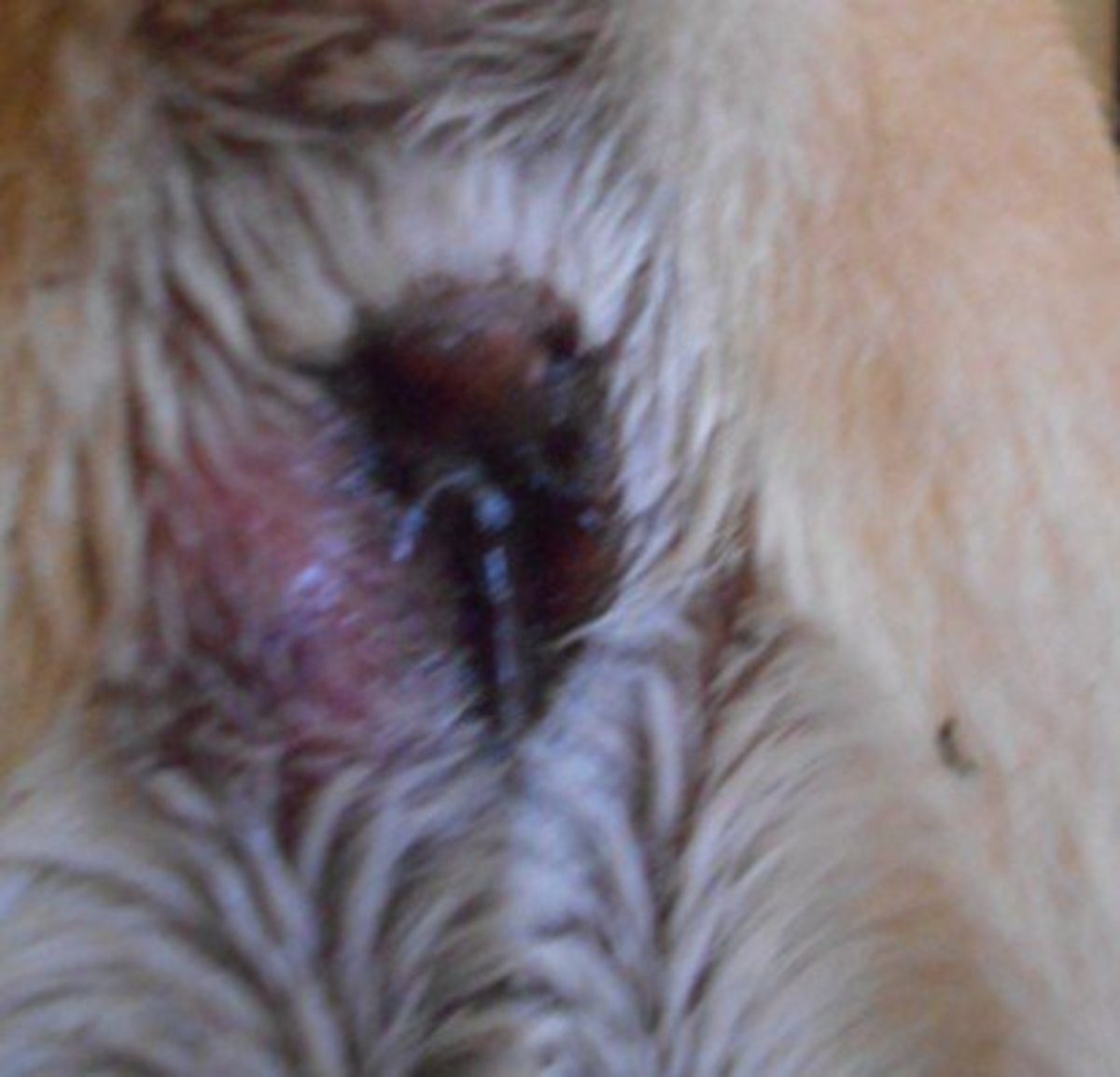 Perianal abscess dog treatment best sale